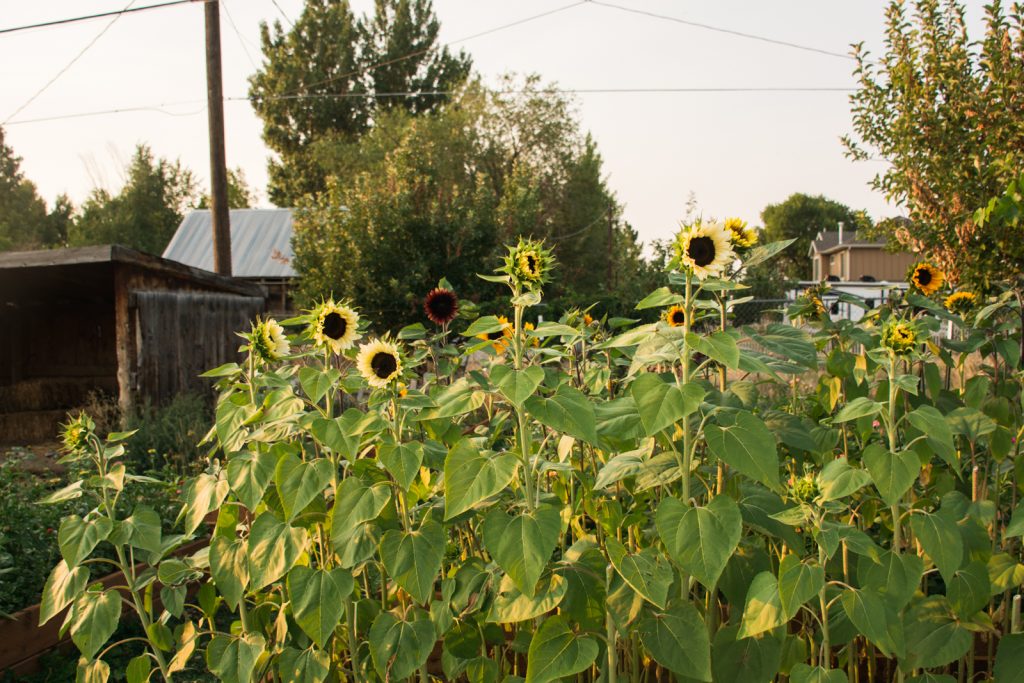 How to Grow: Strawflowers — Three Acre Farm