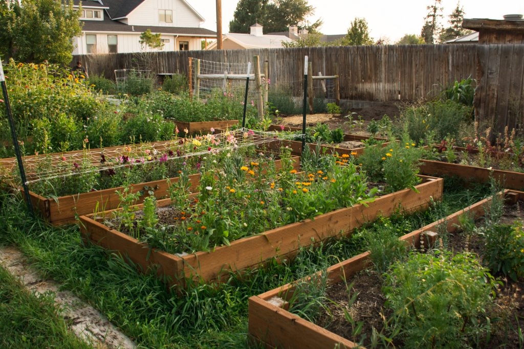 small backyard cut flower farm