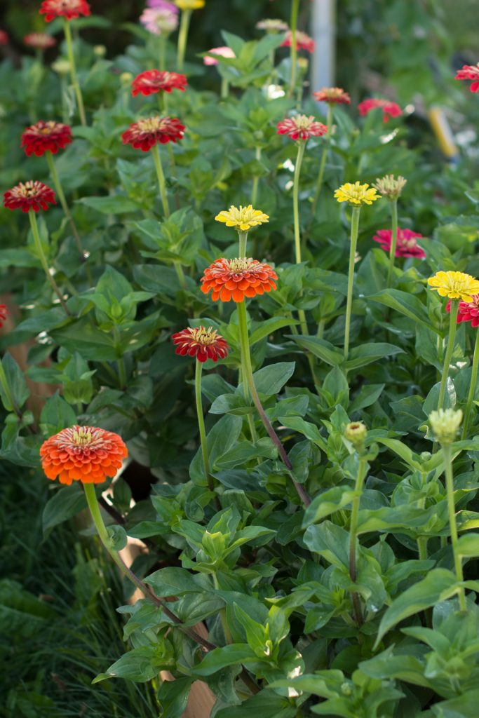 bed of benary's giant zinnias in our small scale backyard flower farm