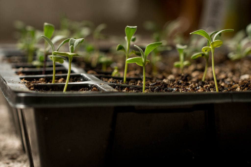 stock seedlings