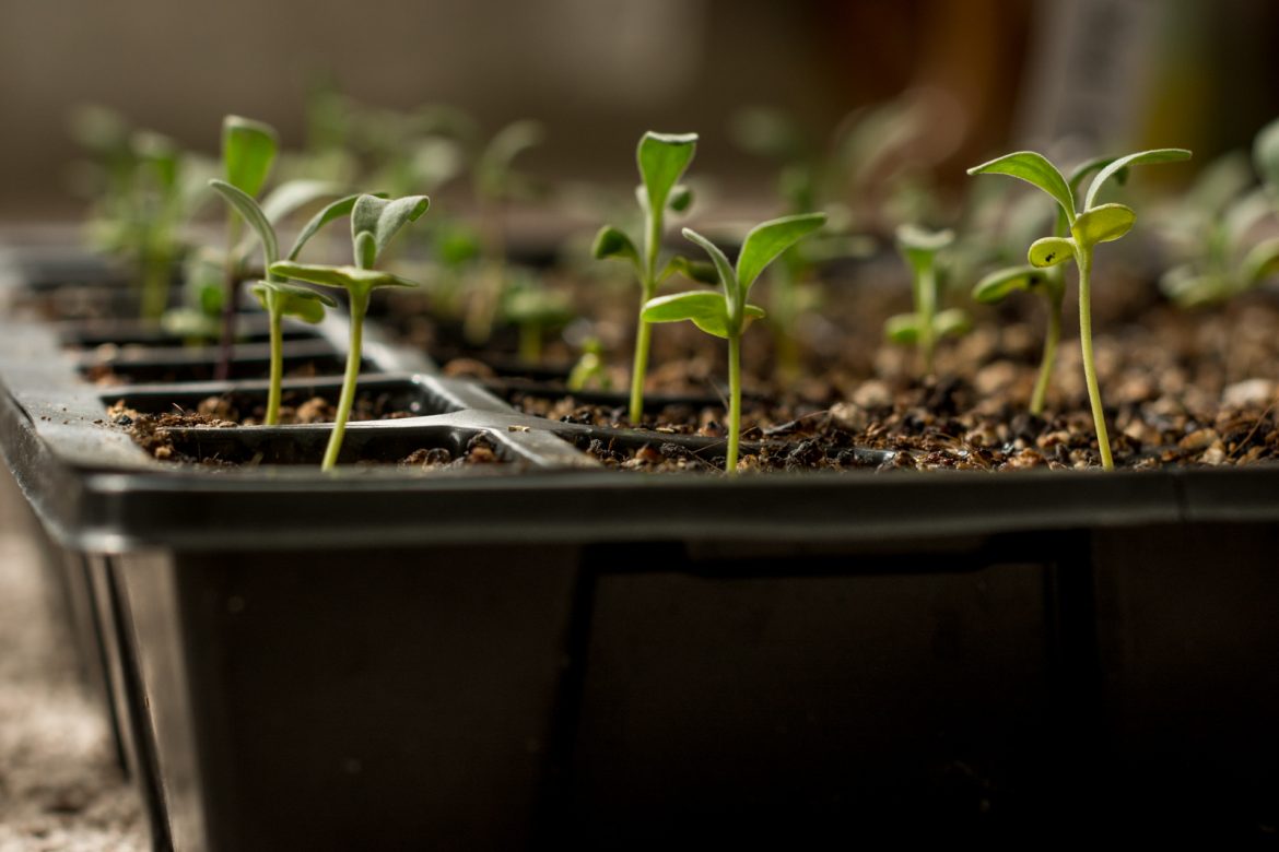 How to Start a Small Backyard Flower Farm (from scratch!) for around ...