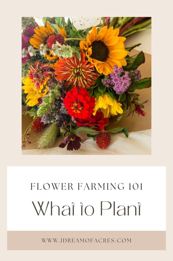 How to Start a Small Flower Farm [Part II]: Choosing Seeds + Planning ...