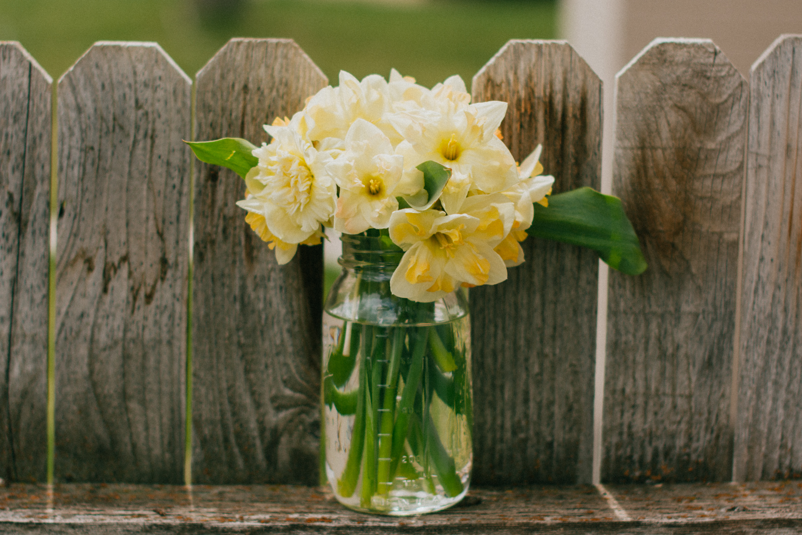 jar of daffodils on wooden fence